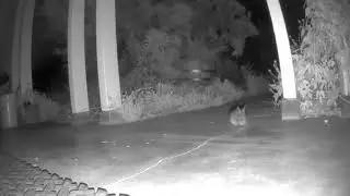 Critter Cam™ - Beginner Bunnies!