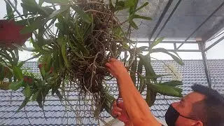 I found a great tutorial on how to mount orchids on wood for hanging in my vegetable garden