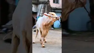 Heavy Bull ... #bull #bulls #racingbulls #heavybulls #shortvideo