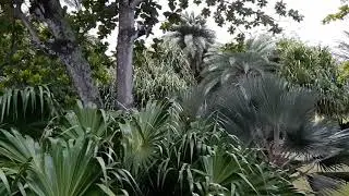 Oiseaux à l'île Maurice