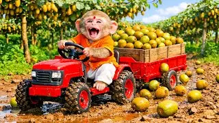 Monkey Drives Tractor to Harvest KiWi! - Monkey Farm Work | ZoRo Monkey Farm