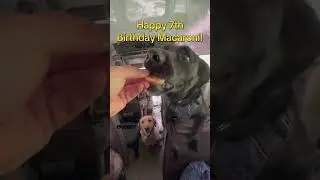 Happy 7th Birthday Macaroni! 💛🐾 #dogbirthday #dogbirthdayparty #macaroni