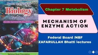 Class 9 Biology New book| federal board| NBF| Mechanism of Enzyme action| Chapter 7