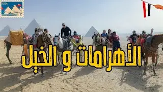 مصري في الأهرامات لأول مره! 🇪🇬😳 مش هتصدقوا عرفنا ايه عن الخيول في مصر 🇪🇬😱🤯