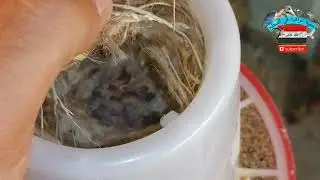 فتح اعشاش الطيور (الفناجس) 😊.. جمع الافراخ 😍 كم الإنتاج الشهري 🤔 هل لدينا وفيات..! 🥺