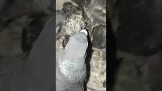 feeding baby pigeon #shorts #ytshorts #shortvideo #shortsfeeds #babiepigeonfeeding #feeding #viral