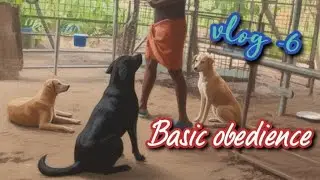 Labrador retriever basic obedience training 