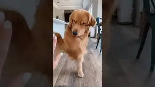 Weird Things My Dog Does That Don't Make Sense
