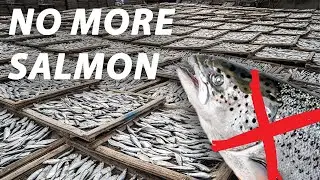 Why Canada Banned Salmon Farms