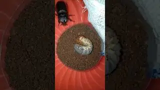 a beetle guards a beetle larva that has burrowed into the ground #shorts