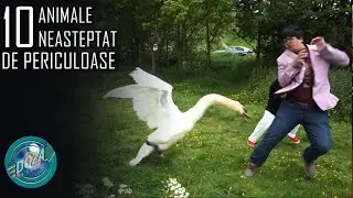 Top 10 Animale NEASTEPTAT de Periculoase