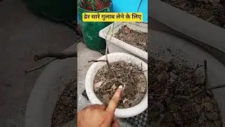 🌹 🌹 ढेर सारे गुलाब लेने के लिए करें यह काम || Rose plant grow