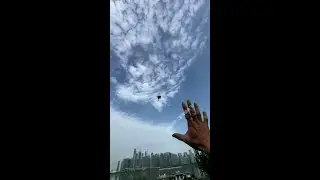Sugar Glider #Parachute #Harmonious Coexistence Between Humans And Nature