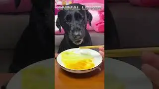Max the Veggie Loving Dog A Journey from Carnivor  #dog #pets #dogfood #dogcaretips #puppy  #dogasmr