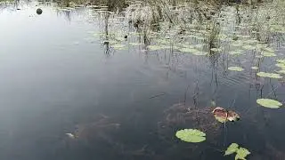 Kanwar Jheel Begusarai Bihar #birdsanctuary #oxbow #ramsar #ramsarsitesinindia #wetland #wetland 