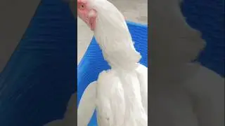 Aseel white Roaster #rooster #kingrooster #shorts