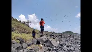 Baby Birds survived the poachers | Seabird Surveys | Dr Carter Vet #seagull #Seabirds #wildlife