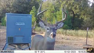 Whitetail Bucks at the Feeder Suspect BH 755