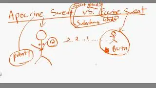 apocrine sweat vs eccrine sweat