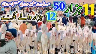 4 February 2026 | پاکستان کی 50 سال سے مشہور قدیمی سستی منڈی ڈھونڈ نکالی | بکریاں اور بکرے آدھی قیمت