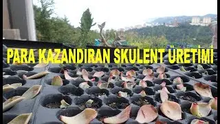 0,15 Kuruş Maliyetle 30 TL Kazandıran Skulent Üretimi