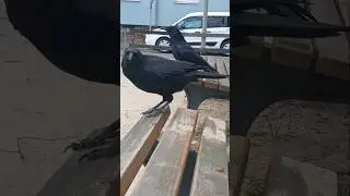 that's Love 😍 #explore #crow #birding #birdlovers #corvids #wildlife #friends #raven #cute #fyp