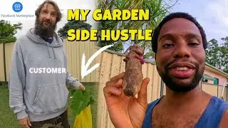 My Second Taro Customer Off Facebook Market Place, Back Yard Garden Australia 🇦🇺