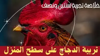 خلاصة تجربة سنتين ونصف من تربية الدجاج على سطح المنزل: نصائح مهمة ومفيدة