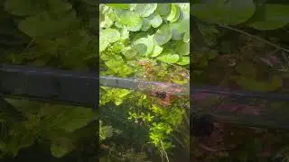 Full sun Brazilian pennywort shrimp tank. #aquascapelowtech #neocaridinashrimp #aquascape