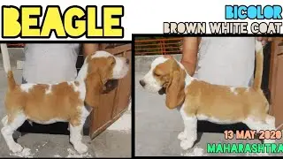 13 May 2020: Mr Naren: Bicolor Beagle Puppies Video | Brown White Coat Beagles in Maharashtra