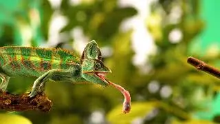 Macro Animals Rule the Stock Video World - High Quality Footage