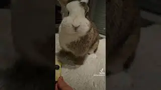 schmatz😋#chewingsounds #chewing #bunny #rabbit #myyoutubechannel #youtubeshorts #cute #nice
