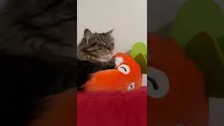 A Kitty and his Carrot | A Love Story #cat #pets #vlog #toys