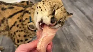 Angry Serval Kitten Pet Playing and Feeding