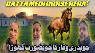 Beautiful Horses At Ratta | Expensive And Rare Breed Horses | Horse Vlog