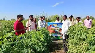 Export Quality Tomato 🍅 🍅 Saaho ( Syngenta India PVT ltd )