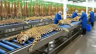 Inside Modern Leopard Leather Factory From Raw Leopard Skin to Final Fashion (Complete Process)