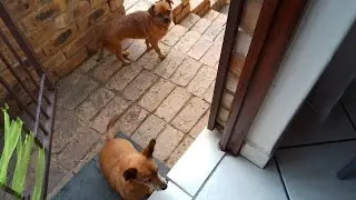 Ultimate Dog Walk Part 2