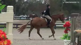 HITS Ocala Winter Circuit Amateur Owner Hunters