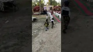 Туй