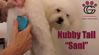 Nubby Tail Sanitary Trim - shaving under a nubby butt (with Odie the Cockapoo!)