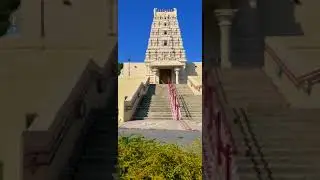 Bees getting married at Washington Murugan temple! Marriage made in heaven #shorts#HowdyThamizha