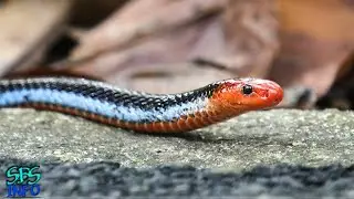 রঙিন কিন্তু মারাত্মক।। Blue Coral Snake।। মায়াজাল।।পিনিকপাই।।sbs info