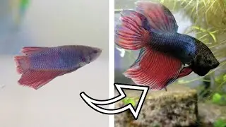 1 MONTH UPDATE | Betta Fish Rescue