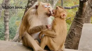 Million Love & Kiss...Monkey Rozy Embracing & Kissing Her son Rocky Although She Pregnant Bigger Now