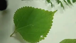 ASMR Botany Part 3: Shape and Form