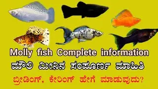 ಮೌಲಿ ಮೀನಿನ ಸಂಪೂರ್ಣ ಮಾಹಿತಿ|  Molly fish in Kannada|How to breed molly fish in kannada| Mathsyajagattu
