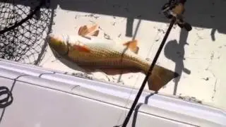 Sabine Lake Redfish
