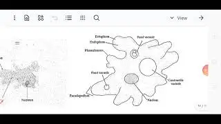 Lab Bio 106 - Lab 3 || Unikonta - Video #2
