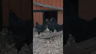First night in the coop and their first adventure with a door. #mixflock #silverrooster #chicks